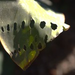 The oddly symmetric rows of holes chewed in Canna Lily leaves by Bee Hawkmoth larvae