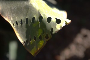 The oddly symmetric rows of holes chewed in Canna Lily leaves by Bee Hawkmoth larvae