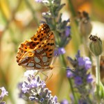 Queen of Spain Fritillary