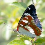 Southern White Admiral Limenitis reducta