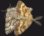 Mating Pair of Common Heath Moths, Ematurga atomaria