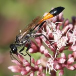 The magnificent Sand Wasp Ammophila sabulosa