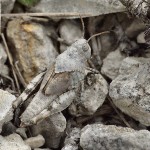 Marvellously Cryptic Gray Grasshopper