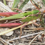 Stripe-Winged Grasshopper Stenobothrus lineatus