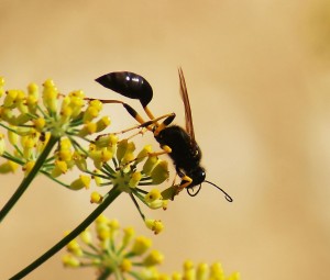 Potter Wasp side view on Fennel