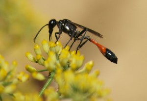 Ammophila pubescens, a small sandwasp