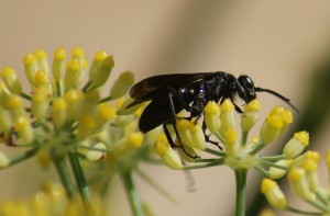 An all-black spider-hunting wasp