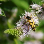 Strangalia maculata on Mint