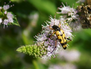 Waspish beetle: Strangalia maculata on Mint