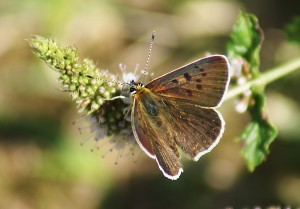 Sooty Copper on Mint