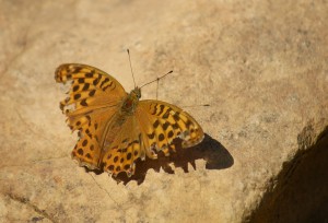 A distinctly battered Silver-Washed Fritillary, warming itself after feeding in the shade