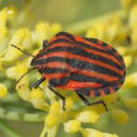 Italian Striped Bug, Graphosoma italicum