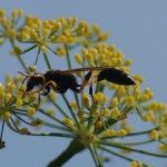 A large dark solitary wasp taking nectar from Fennel
