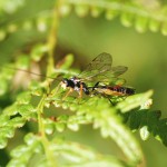 An Ichneumon fly at Feshiebridge