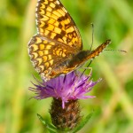 Knapweed Fritillary on Brown Knapweed