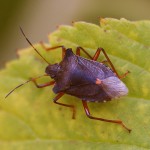 Forest Shieldbug Pentatoma rufipes at Feshiebridge