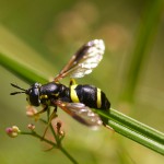 A handsome fly, a quite good wasp mimic, at Feshiebridge