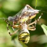 Wasp Spider (yes, not an insect) trussing Grasshopper