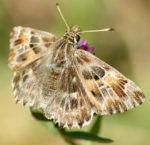 Mallow Skipper