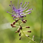 Tassel Hyacinth, Muscari comosum