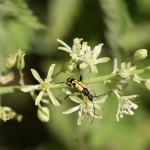 Longhorn beetle Strangalia maculata on Spiked Star-of-Bethlehem