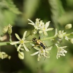 Cerambycid Longhorn Beetle Strangalia maculata on Spiked Star-of-Bethlehem