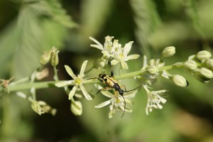 Cerambycid Longhorn Beetle Strangalia maculata on Spiked Star-of-Bethlehem