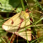 Clouded Buff, Diacrisia sannio