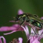 Thick-legged flower beetle, Oedemera nobilis