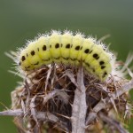 Caterpillar of Zygaena, a Burnet moth
