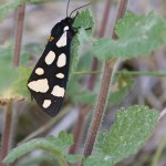 Cream-Spot Tiger Moth, Arctia villica