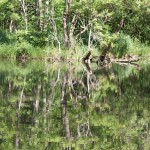 Forested lake scene at Tourbieres de Vendoire: old peat workings created shallow, straight-sided ponds ideal for wildlife