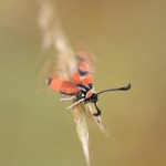 Burnet moth Zygaena fausta flapping wings after rain