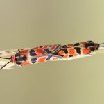 Mating Pair of Zygaena fausta Burnet moths