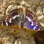 Lesser Purple Emperor