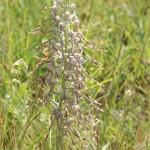 Lizard Orchid