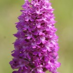 Pyramidal Orchid