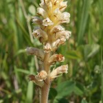 Tall Broomrape, Orobanche elatior