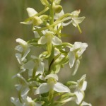  Greater Butterfly Orchid