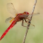 Scarlet Darter