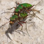 Green Tiger Beetles, at Coteaux de St Victor