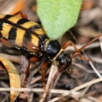 Longhorn Wasp Beetle cf Clytus