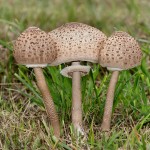 Parasol mushrooms