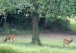 Pair of Roe Deer eating fallen Apples