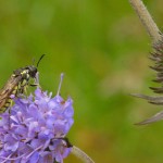 Tenthredo sawfly on Devilsbit Scabious at Feshiebridge