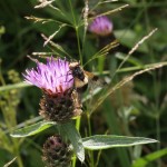  Large Syrphid hoverfly on Knapweed at Feshiebridge