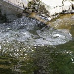 Eddies in natural foam in the river at Feshiebridge