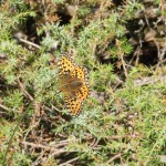 Dark Green Fritillary Argynnis aglaja at Feshiebridge