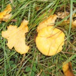 DSC09871 Chanterelles, Cantharellus cibarius, one of the best edible mushrooms