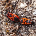 Mating Firebugs